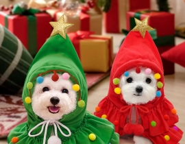 ชุดคริสต์มาสสัตว์เลี้ยง อัพเดทลายใหม่ ปี 2023-2024 ชุดซานต้าสุนัข ชุดแซนตี้สุนัข ชุดซานตาครอสสำหรับสัตว์เลี้ยง ชุดคริสต์มาสหมาแมว ทั้งชุดซานต้าหมาใหญ่ ชุดคริสต์มาสหมาใหญ่  ชุดซานตาครอสสุนัขพันธ์ใหญ่ พร็อพวันคริสต์มาส