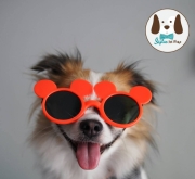 แว่นตาสุนัข แว่นตาหมา แว่นแตาแฟชั่นน้องหมา กันลม กันแดด แว่นตาสุนัข ลายมิกกี้เมาส์