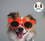 แว่นตาสุนัขกันแดด กันลม สำหรับน้องหมาพันธุ์เล็ก พันธุ์ใหญ่ แว่นตาแฟชั่นน้องหมาน้องแมว หลากหลายแบบราคาถูก 90 บาท