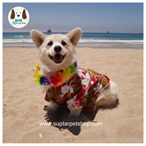 เสื่อลายดอกหมาใหญ่corgi-เสื้อสงกรานต์สุนัขพันธ์ใหญ่.jpg.jpg