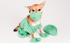 dog-wants-to-be-a-nurse.jpg