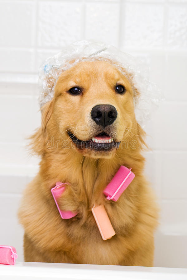 funny-dog-hair-curlers-shower-cap-23908606.jpg